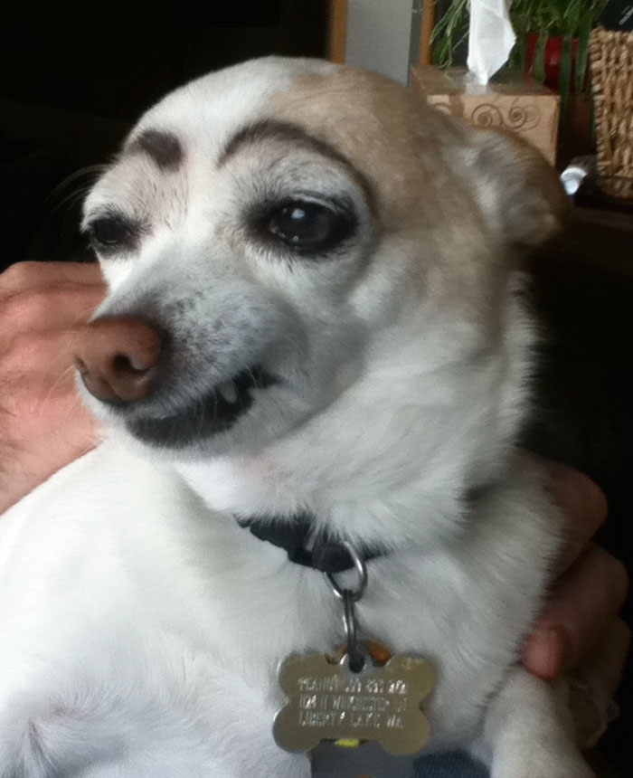 dogs with eyebrows