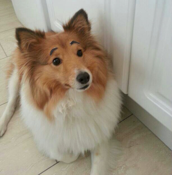 dogs with eyebrows