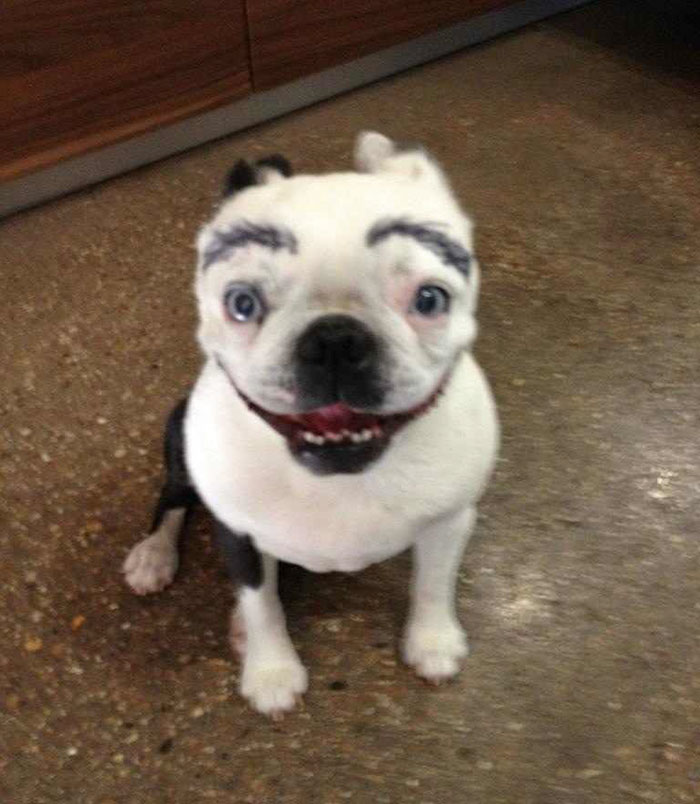 dogs with eyebrows