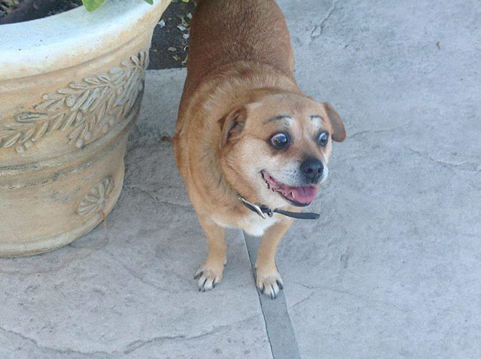 dogs with eyebrows