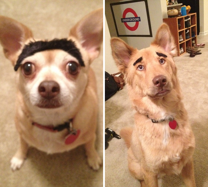 dogs with eyebrows