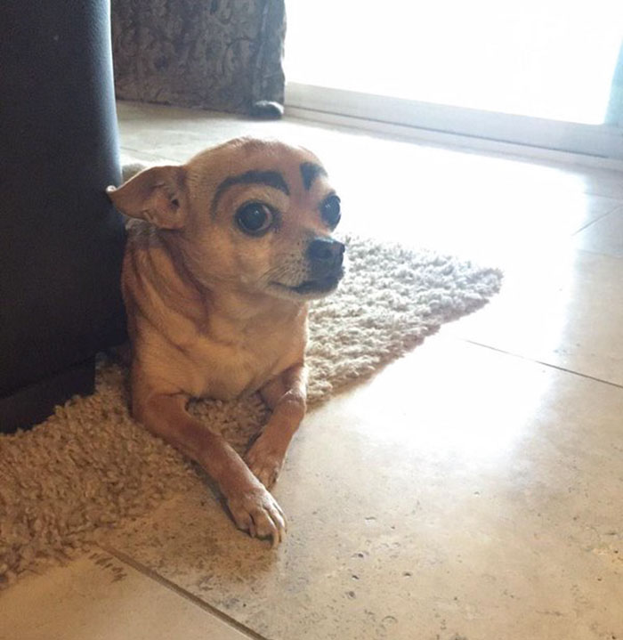 dogs with eyebrows