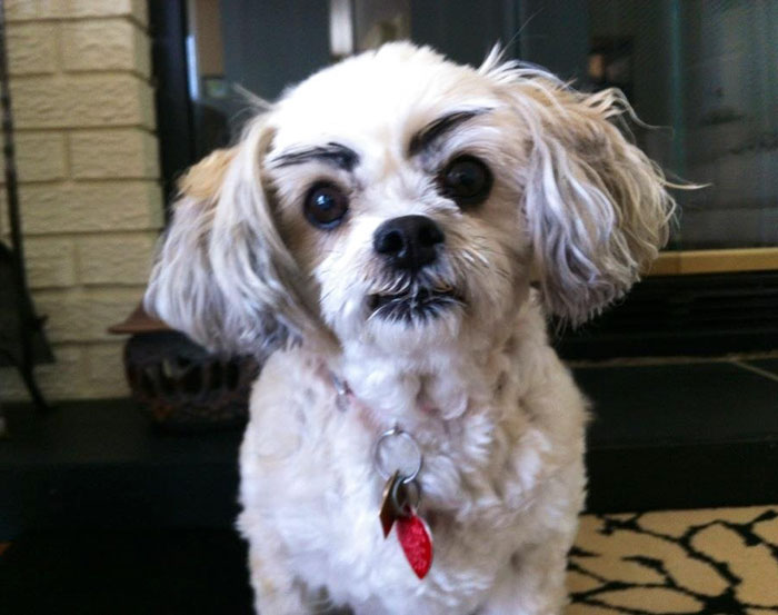 dogs with eyebrows