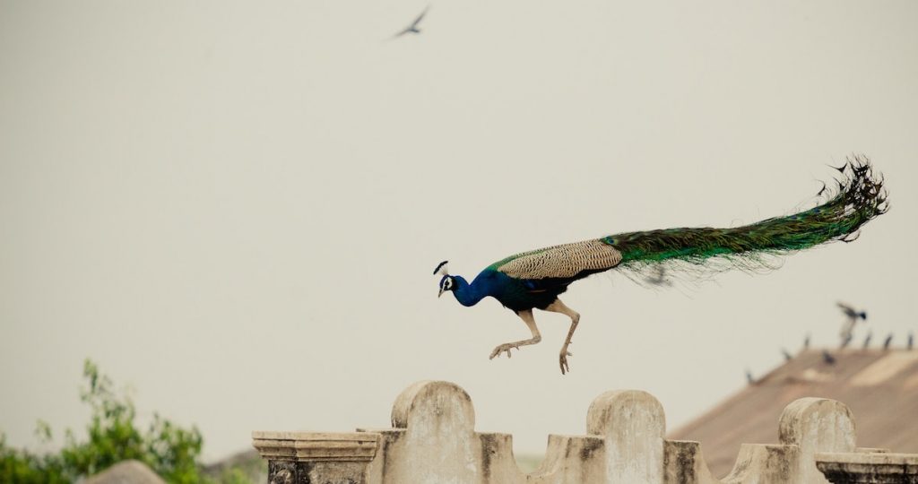 how come peacocks can fly?