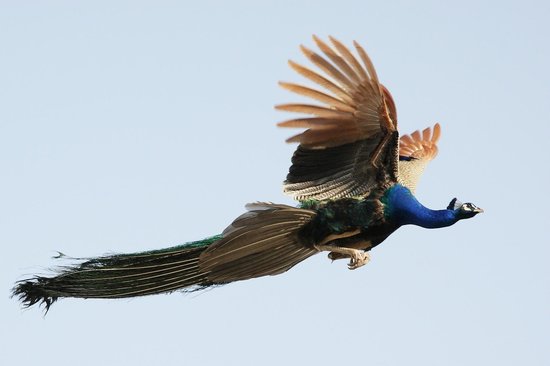 do a lot of people know that can peacocks fly?