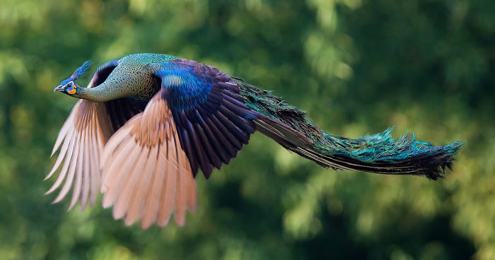 have you ever wondered can peacocks fly?