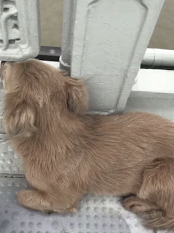 Loyal Dog Waited For Its Owner To Return For Days After They Took Their Own Life *** Преданный пёс ждал своего хозяина на мосту, после того, как он покончил с собой