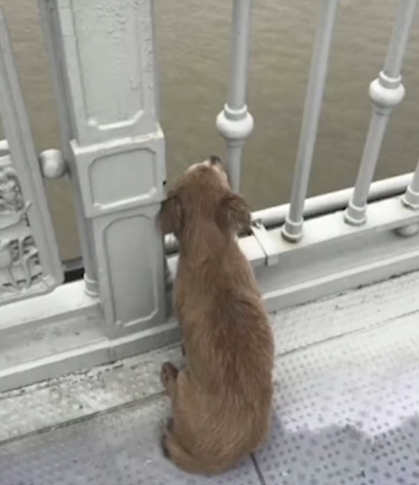 Loyal Dog Waited For Its Owner To Return For Days After They Took Their Own Life *** Преданный пёс ждал своего хозяина на мосту, после того, как он покончил с собой