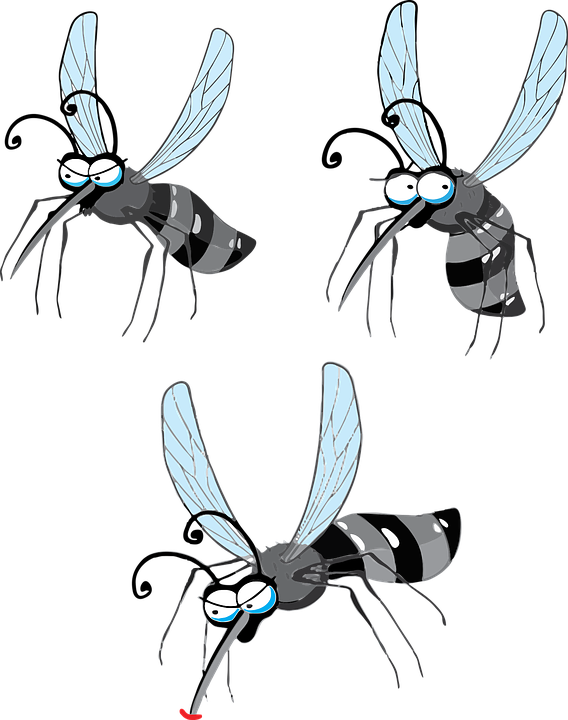 Zika 바이러스, 뎅기열, 모기, 작은 곤충
