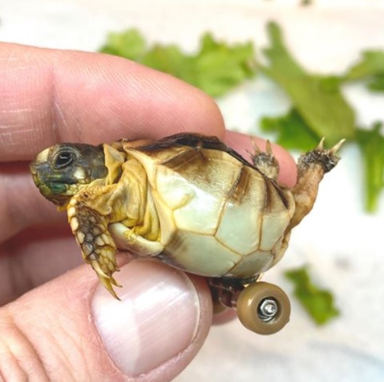 Disabled Tortoise On Mini Wheels Rose To Fame And Inspired The Creation ...