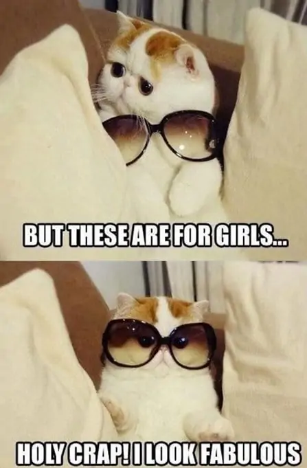 sassy cats