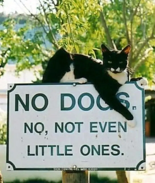 sassy cats