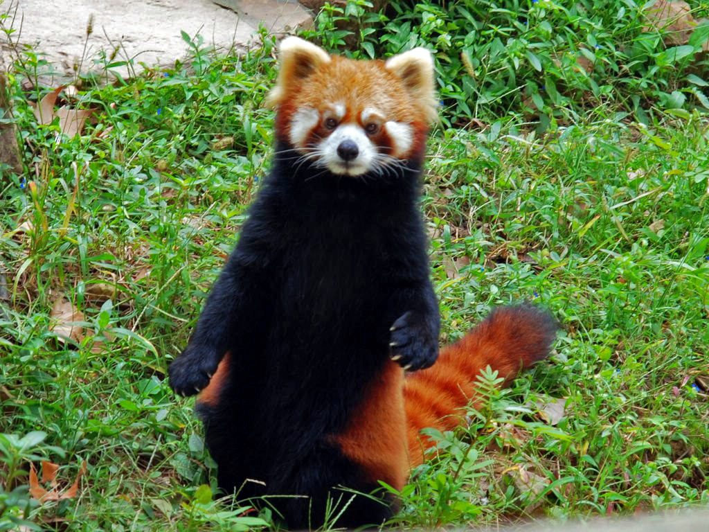 Scientists Will Help Conservation of Red Pandas By Using GPS Collars