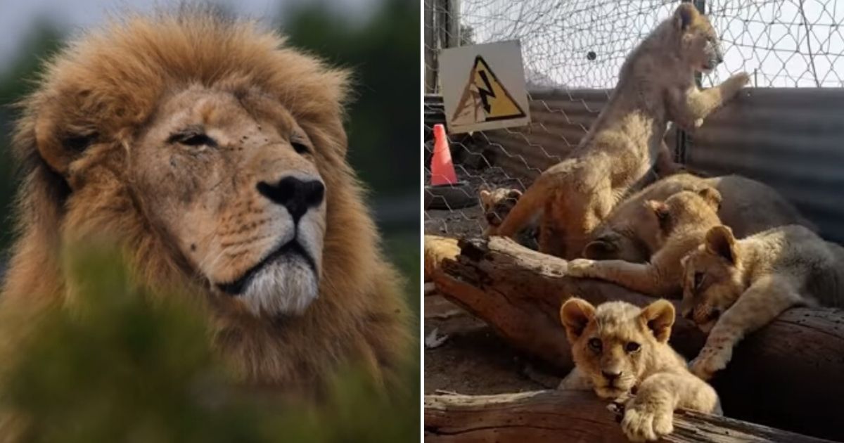 Thousands Of Lions Are Being Held In Captivity To Be Hunted By Tourists