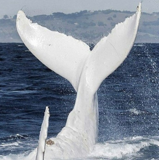 Famous All-White Humpback Whale Migaloo Has Been Spotted Heading North ...