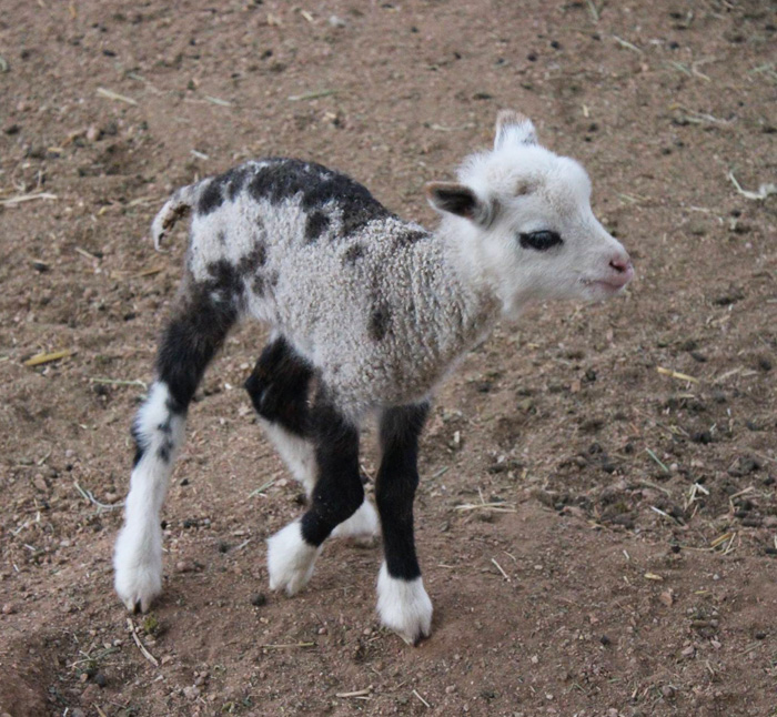 animal crossbreeds