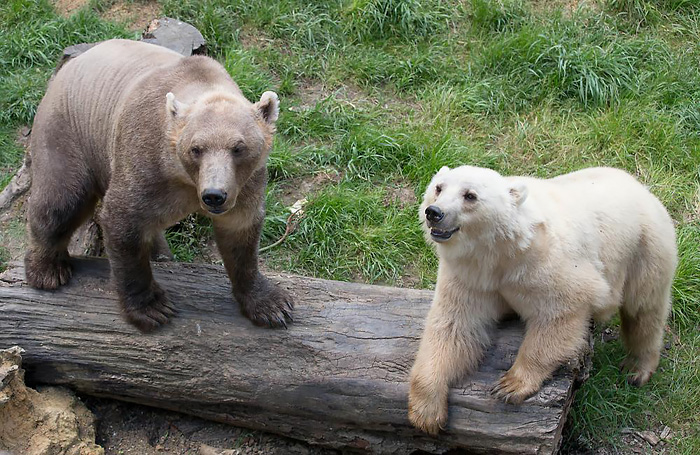animal crossbreeds