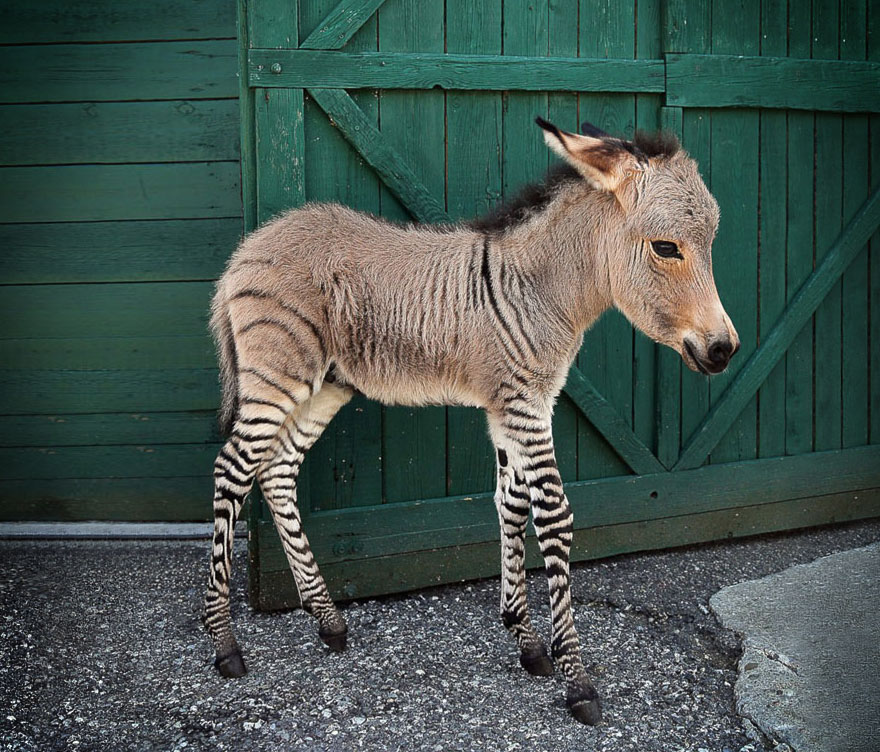 animal crossbreeds
