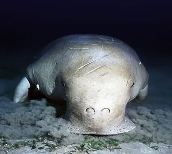 unique animals