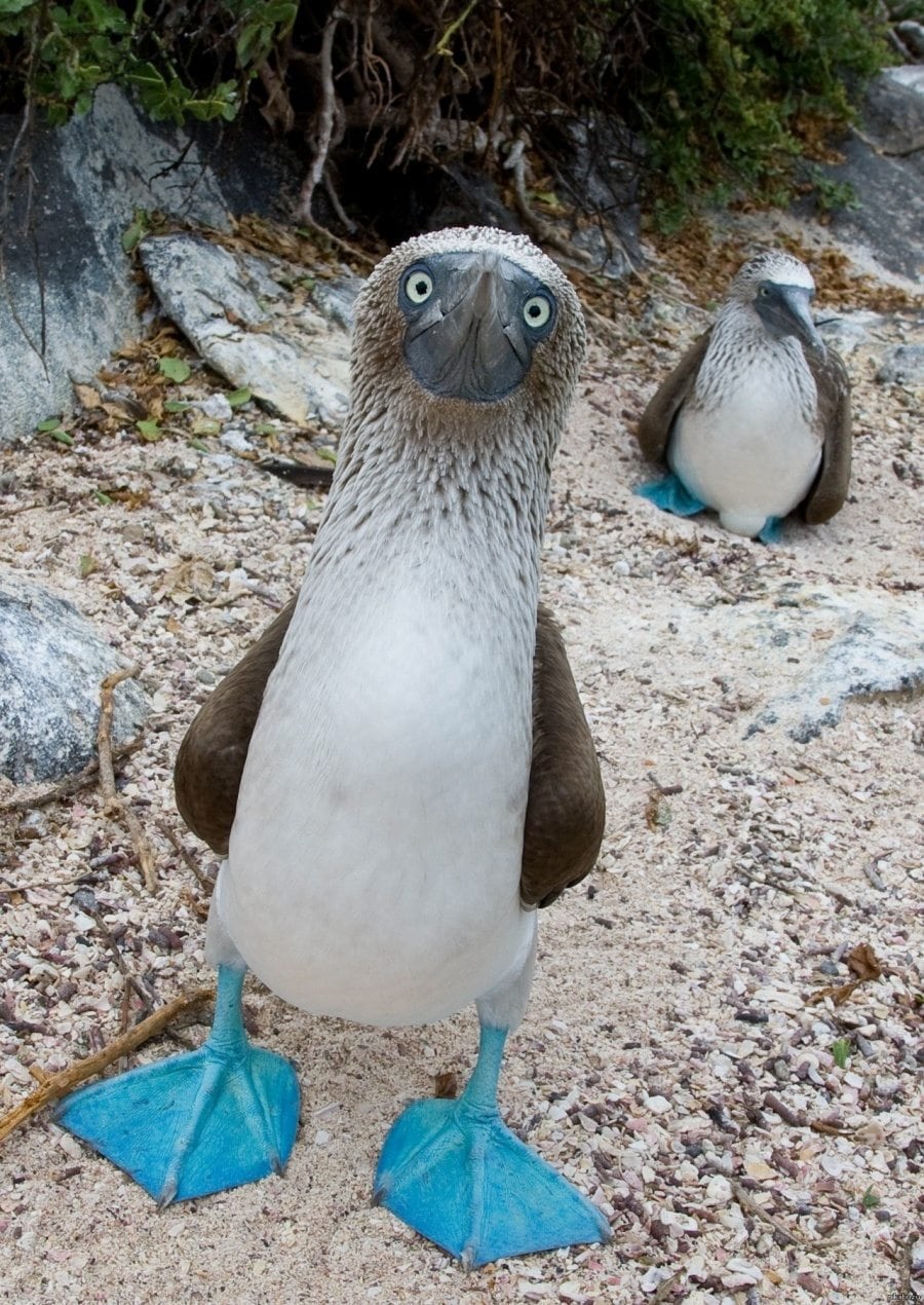 unique animals