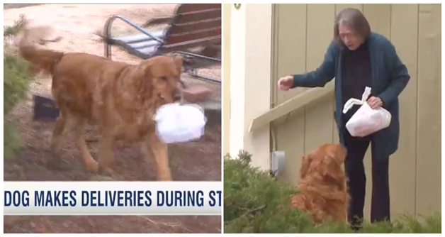 miracle dog