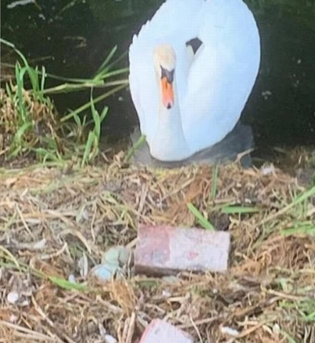 Mother Swan Died From Broken Heart After Teens Destroyed Her Nest