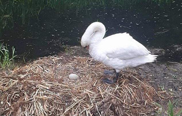 Mother Swan Died From Broken Heart After Teens Destroyed Her Nest
