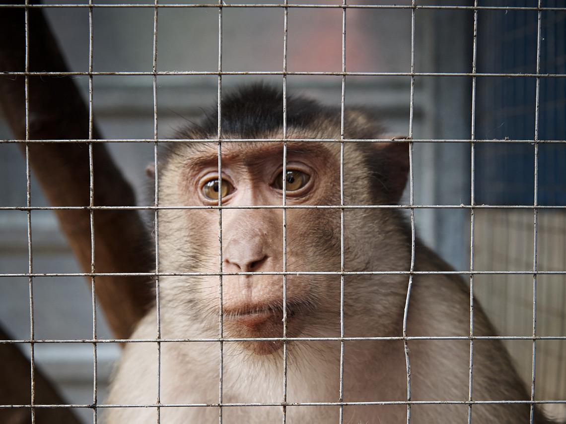 El uso de los animales en la ciencia. ¿Vale todo?