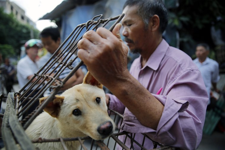 China Dog-Meat Festival Gets Low-Key Opening Amid Protests