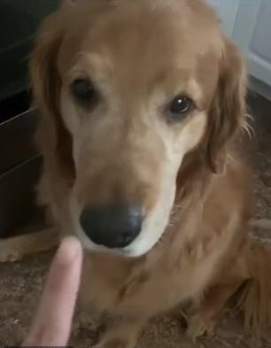 ‘A Dog’s Way Of Saying Sorry’ Golden Retriever Apologizes To His Brother For Stealing His Treat