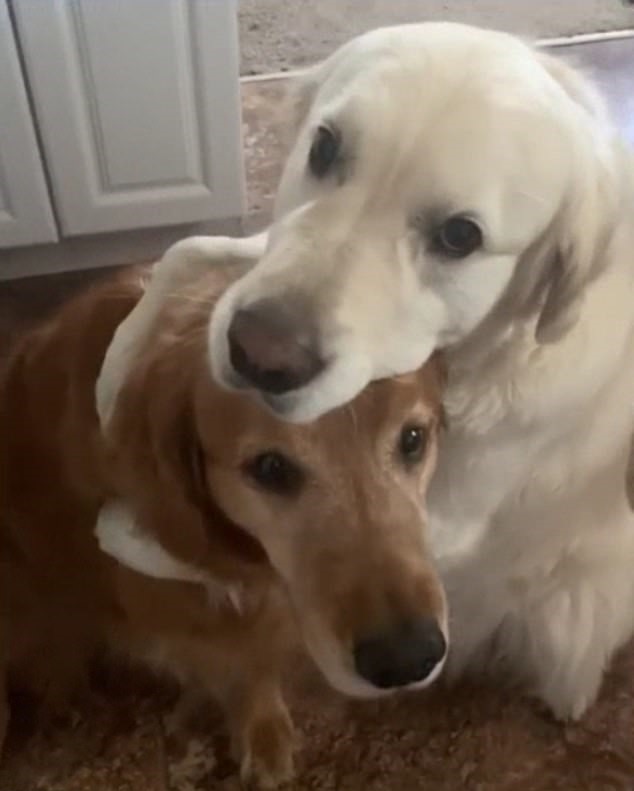 ‘A Dog’s Way Of Saying Sorry’ Golden Retriever Apologizes To His Brother For Stealing His Treat