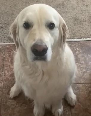 ‘A Dog’s Way Of Saying Sorry’ Golden Retriever Apologizes To His Brother For Stealing His Treat