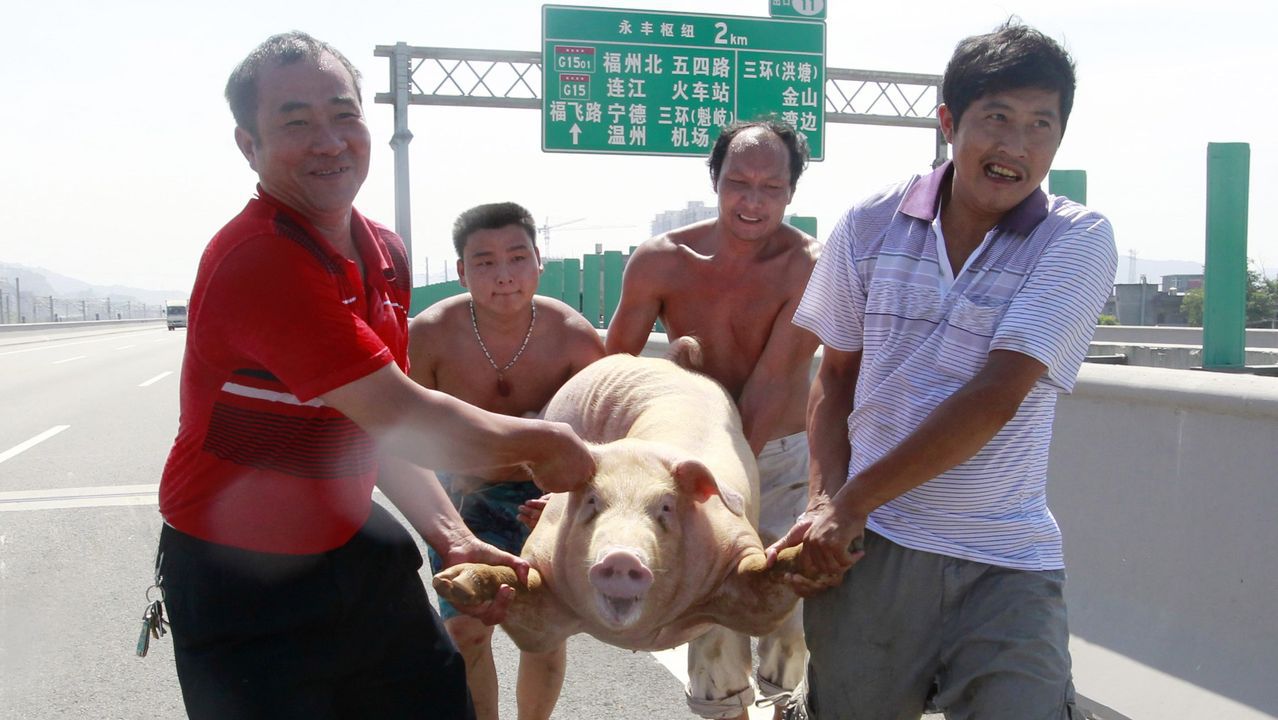 Una nueva cepa de gripe porcina detectada en China podría ...