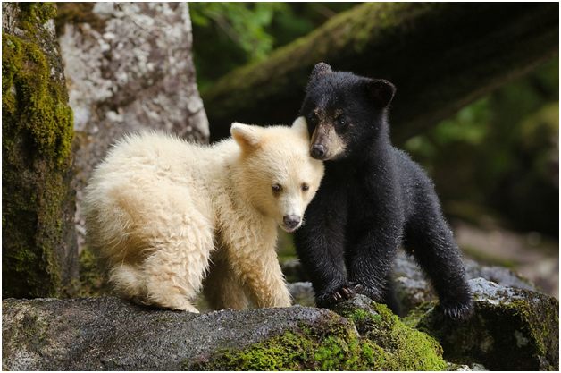 10 Bear Mistaken For Dog Images That You Can’t Help But Adore