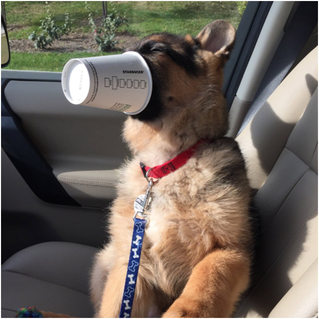 10 Flattering Starbucks Pup Cup Images Sure To Melt Your Heart