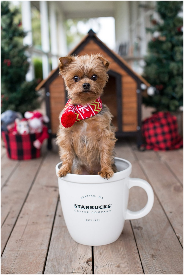 10 Flattering Starbucks Pup Cup Images Sure To Melt Your Heart