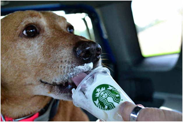 is a pup cup free at starbucks - Is the Starbucks Pup Cup Really Free? Discover the Truth!