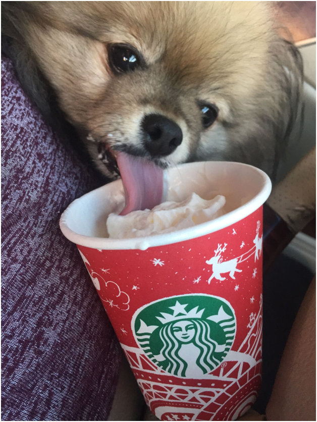 The Ultimate Guide To Starbucks' Pup Cups: A Treat For Your Furry Friend