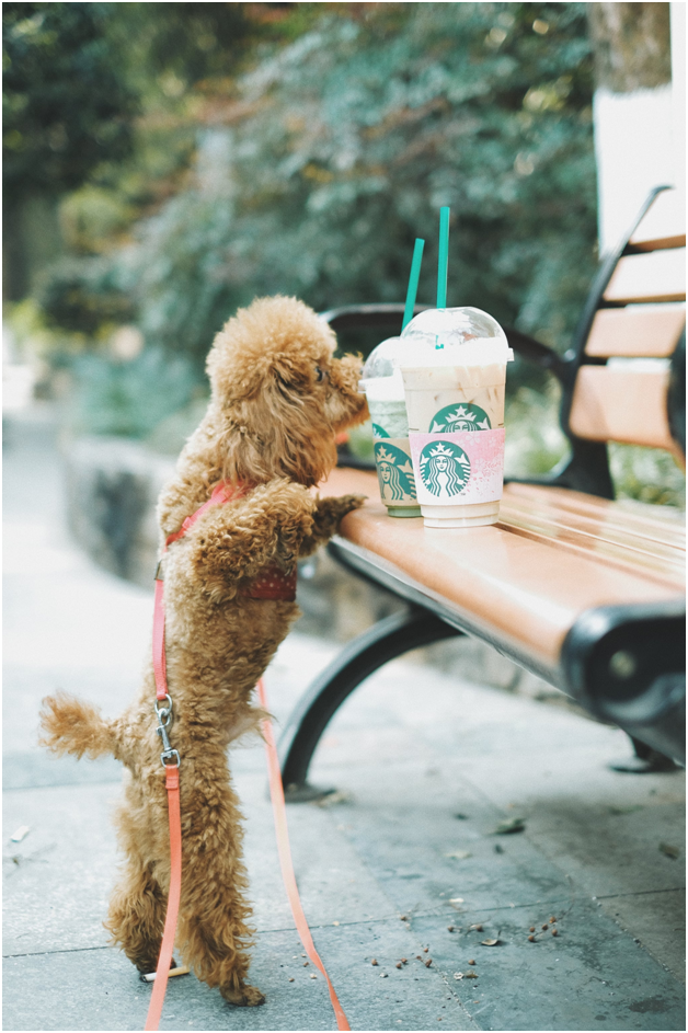 10 Flattering Starbucks Pup Cup Images Sure To Melt Your Heart