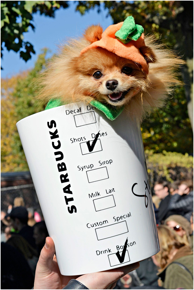 Pup Cup Starbucks: A Delightful Treat For Your Furry Friend