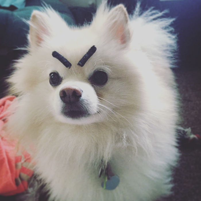 dogs with eyebrows