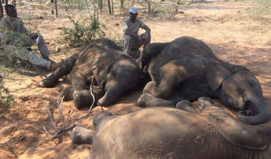 Cientos de elefantes aparecen muertos en Botswana sin una causa ...