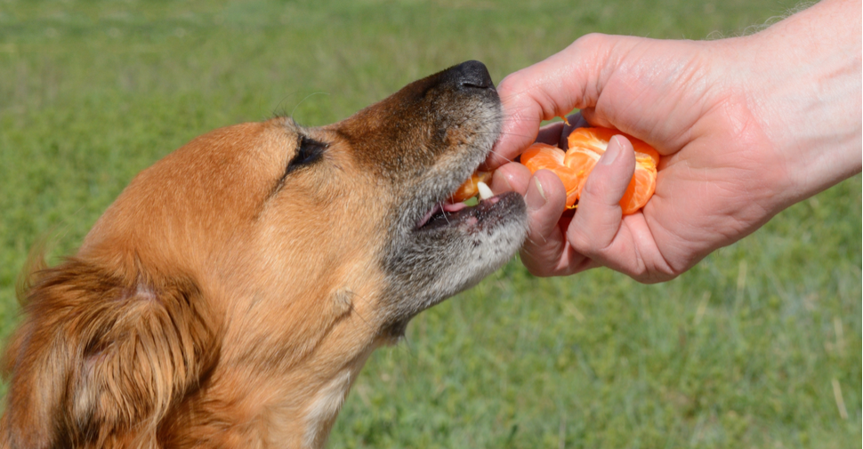 Can Dogs Eat Oranges? You Bet it, But Don’t Forget These Simple Rules