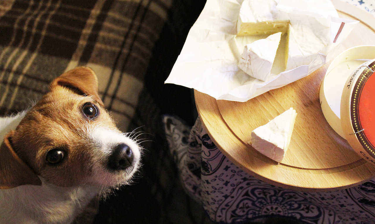 Can Dog Eat Cheese? The Answer Just Might Shock You