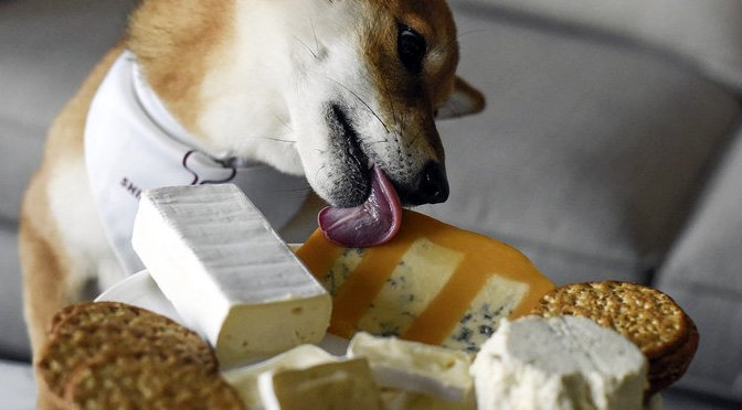 Can Dog Eat Cheese? The Answer Just Might Shock You