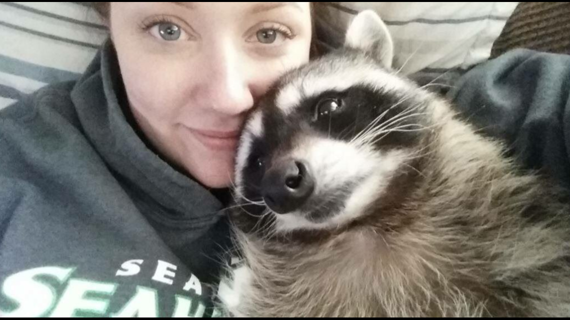 The Hidden Truth About Owning A Raccoon As A Pet Might