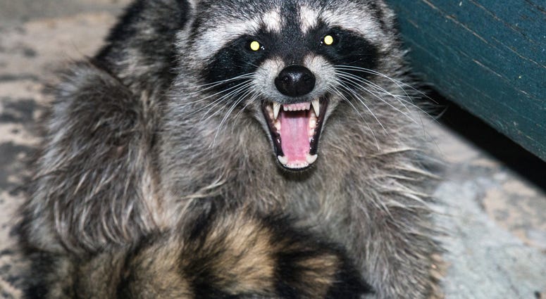 The Hidden Truth About Owning A Raccoon As A Pet Might Startle You