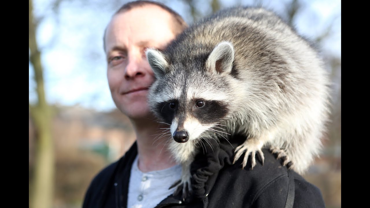 the-hidden-truth-about-owning-a-raccoon-as-a-pet-might-startle-you