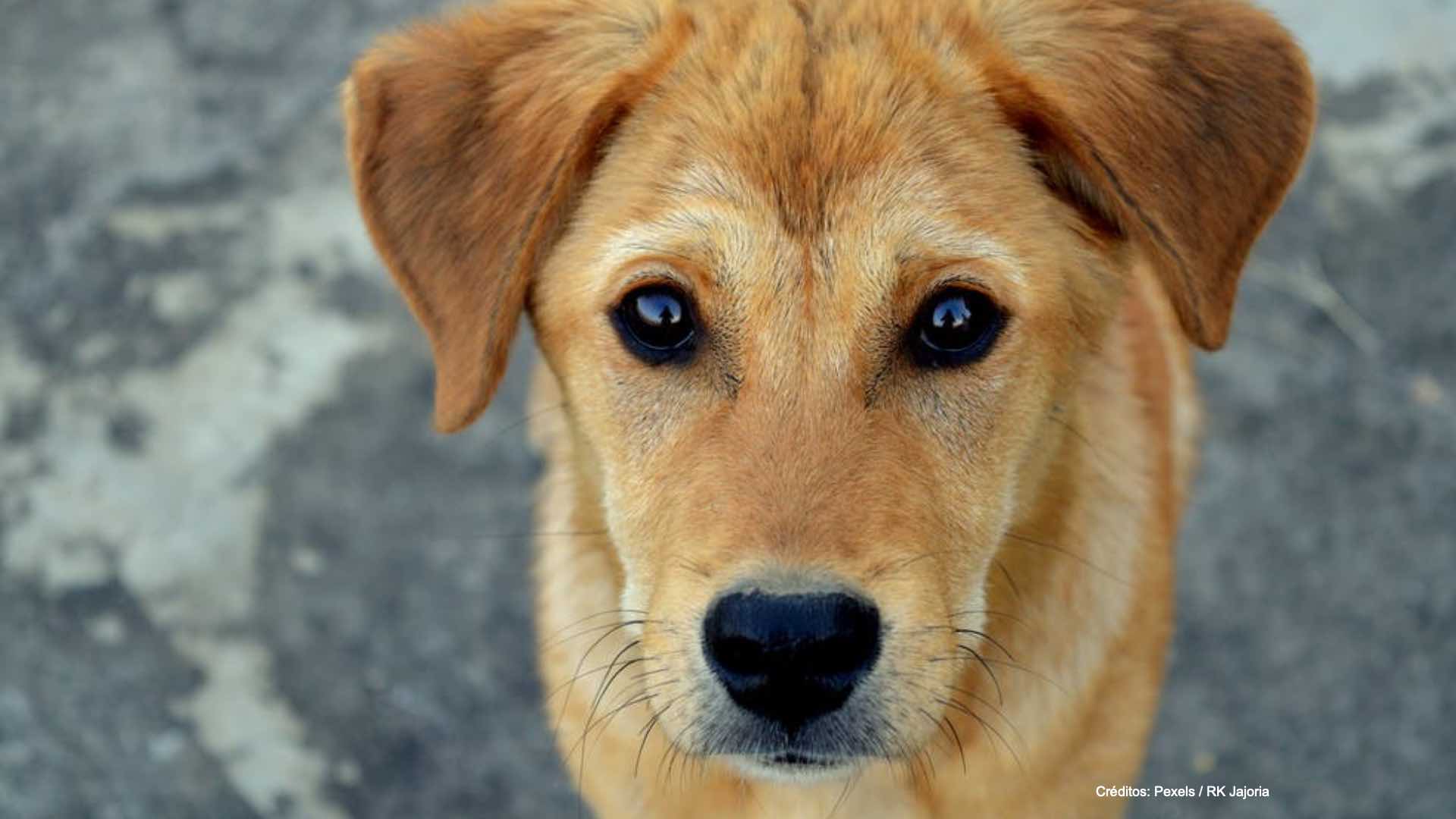 Gemelas recién nacidas mueren tras ataque de perro