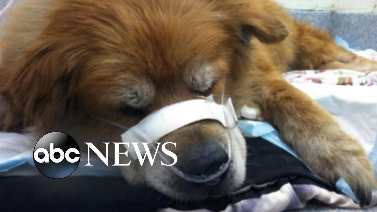 dog saves owner